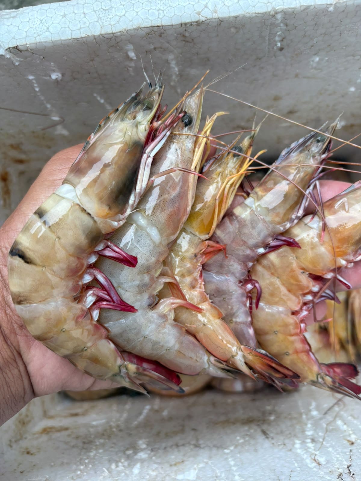 Jual Kepiting Segar & Udang Fresh Balikpapan - Image 2