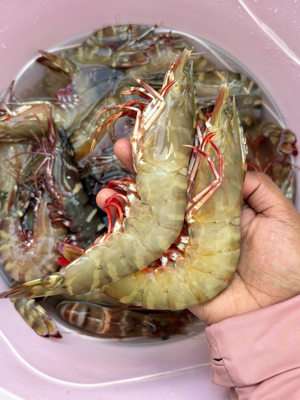 Jual Kepiting Segar & Udang Fresh Balikpapan - Image 4