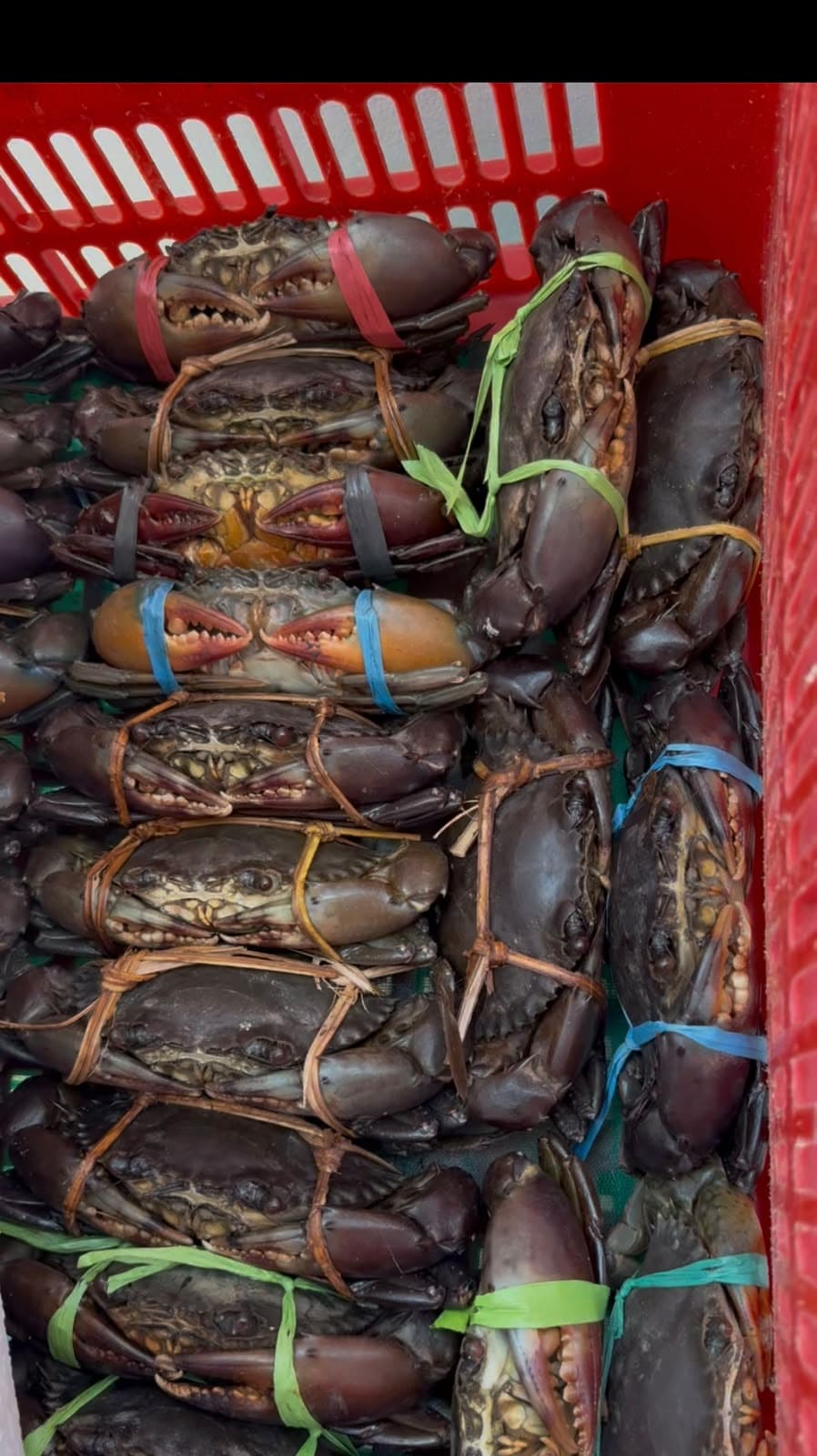 Jual Kepiting Segar & Udang Fresh Balikpapan - Image 3