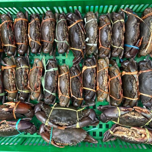 Jual Kepiting Segar & Udang Fresh Balikpapan