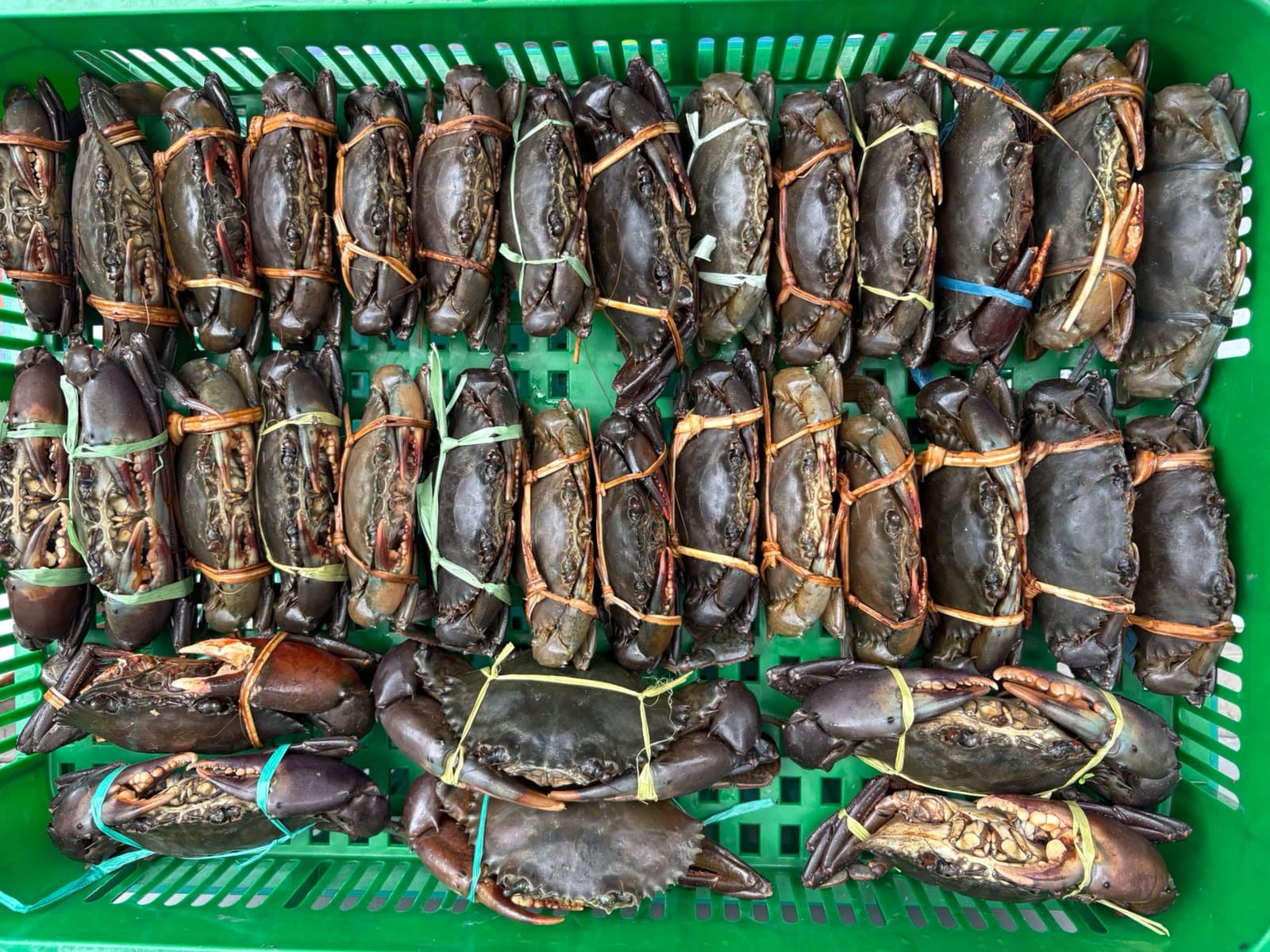 Jual Kepiting Segar & Udang Fresh Balikpapan